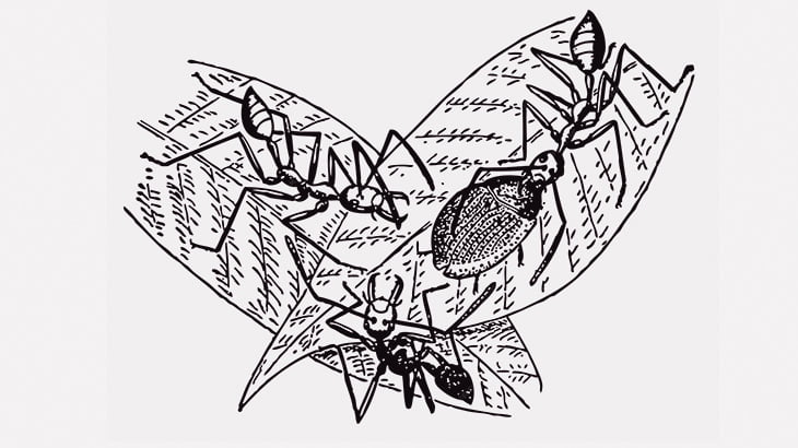 葉っぱを丸めて作られたアリの巣を壊してみたｗｗｗ（動画）