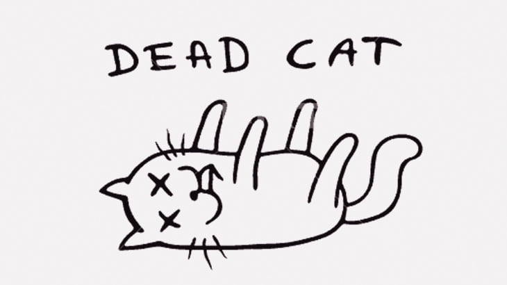 学生「学校の授業で猫を解剖しました」（動画）