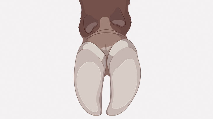 釘を踏んでしまった牛、爪の中がドロドロになってしまう･･･（動画）