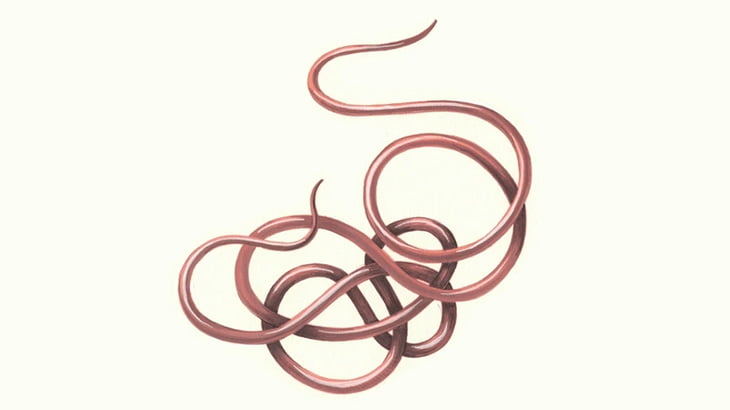 ハリガネムシの身体を何度も縛って放置してみたらどうなるか実験してみた（動画）