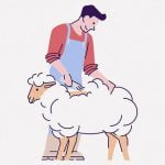 羊の毛を刈る → ウジ虫だらけでした･･･（動画）