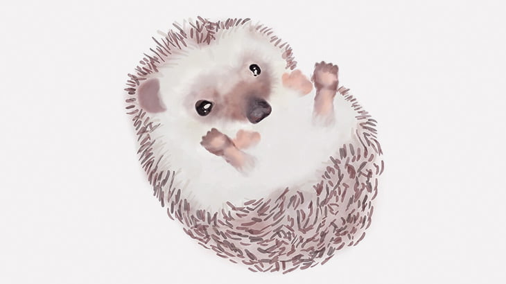 飼い主に歯ブラシで身体を洗ってもらうハリネズミの日常