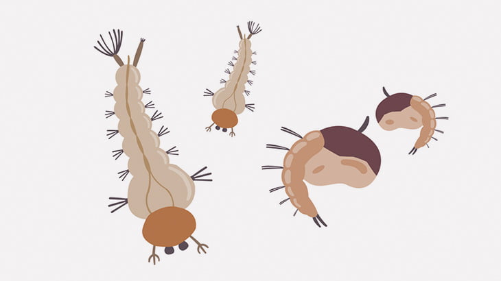 ボウフラが入った瓶にトイレクリーナー入れて殺してみた（動画）