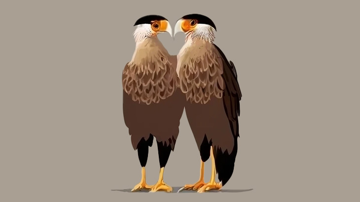 餌を貰えることを学び、いつも窓にやってくるハヤブサとの生活（動画）