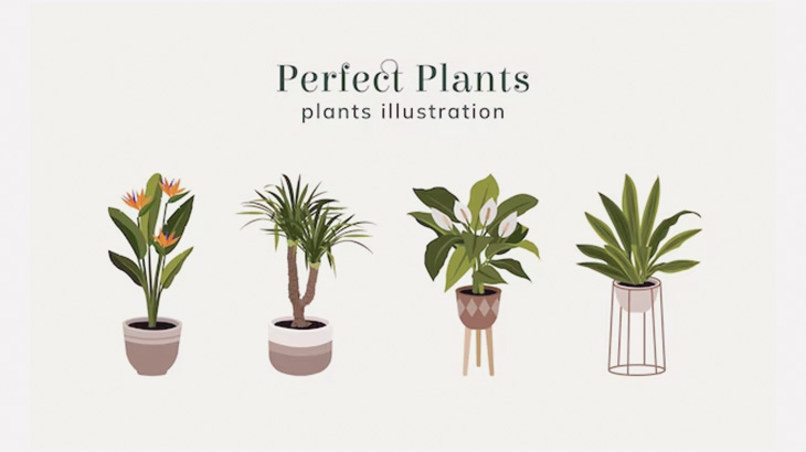 水をゴクゴク飲んでグングン元気になるプランターに入れられた植物タイムラプス（動画）