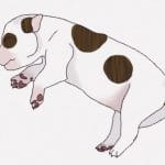 子犬が身体を硬直させて動かなくなる → 身体をグニグニ折り曲げて蘇生（動画）