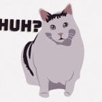 動作や佇まいがなんだか癖になる愛くるしいデブ猫さん（動画）