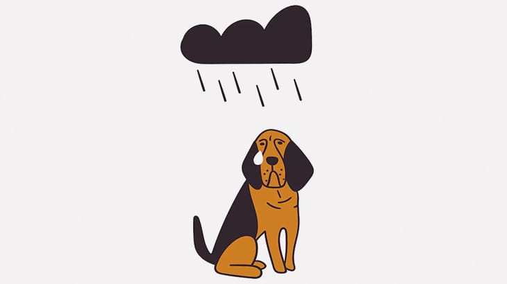 大学の構内で職員に噛みついた野良犬、警備員に殴り殺される･･･（動画）