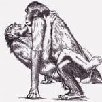 動物園のチンパンジーさん、突然の激しいセックス