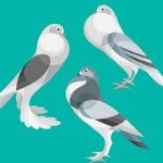 このハトさんたち、あまりにも鳩胸がすぎる