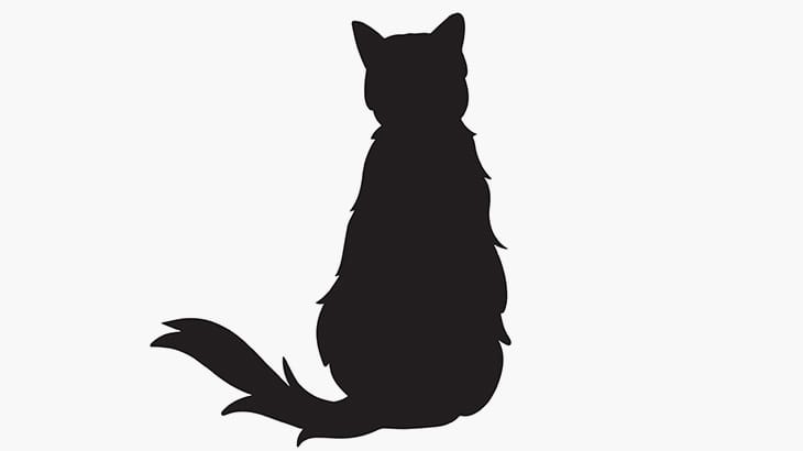 人間に虐待されて顔の半分が欠けてしまった猫の日常