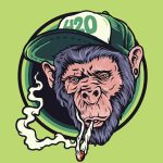 マリファナを吸わせてもらったチンパンジーさん、フワフワしてしまう