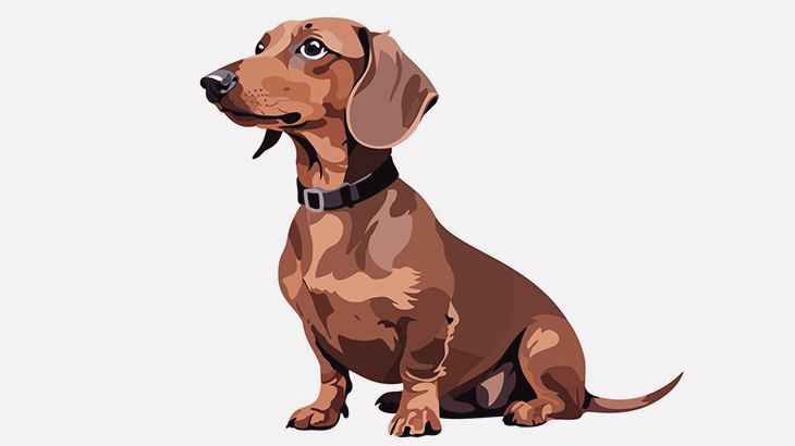 手術のために頭の毛をいったん刈られたミニチュアダックスフンド