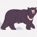 薪を拾いに森へ入った父と息子、ナマケグマに襲われて死亡･･･