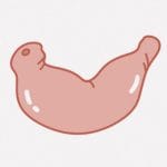 ユムシの内臓を絞り出して調理して食べよう！