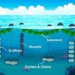ロープに絡まった海藻をテンポよく剥ぎ取っていく漁師たちのお仕事