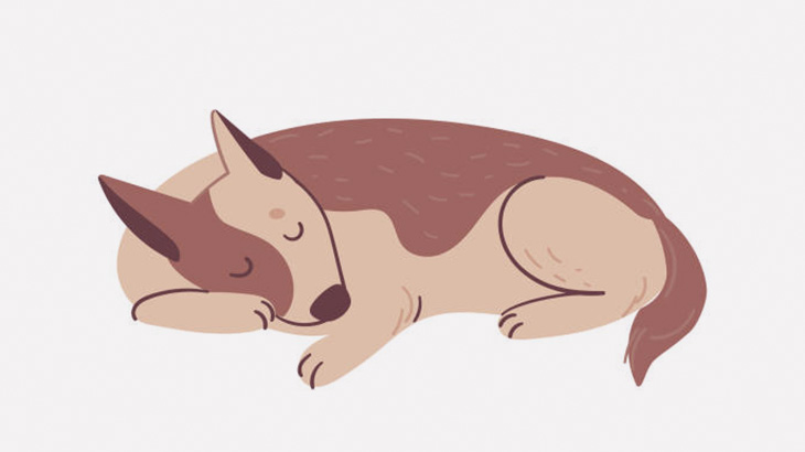 路上で寝ていたワンコさん、男に大きな石をぶつけられて重傷を負ってしまう･･･