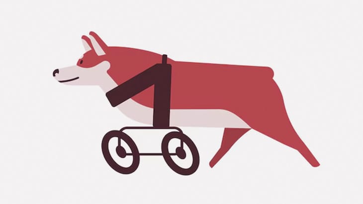 生まれつき前足がない子犬のために車椅子を作ってあげました