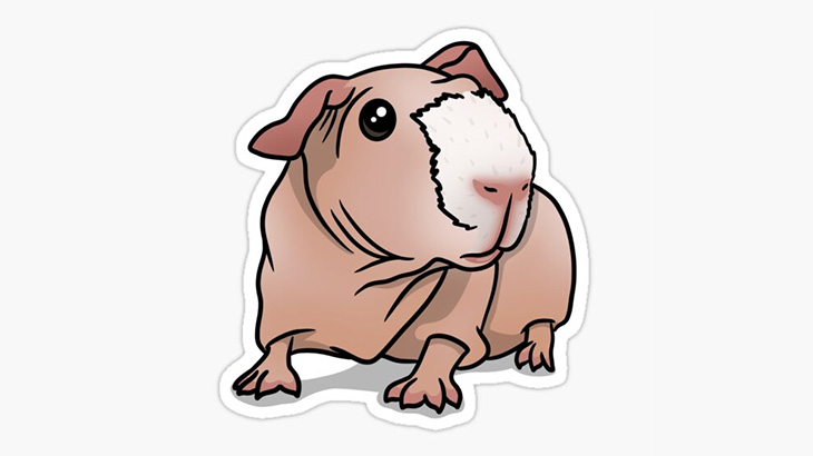 実験用動物として品種改良され体毛が無いスキニーギニアピッグ