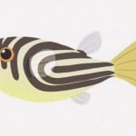 ちょっとブサイクかもしれないフグにひたすらドジョウを与える捕食映像