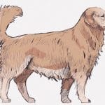もう歩くこともままならない１６歳の老犬ゴールデン・レトリバー