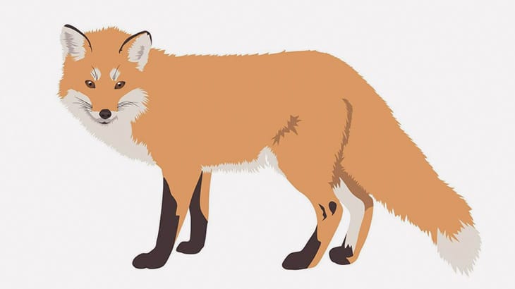 ２匹のキツネがカッチカチになって死んでたわ･･･