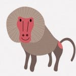 孤児となり人間に保護されて室内飼いされているヒヒの生活