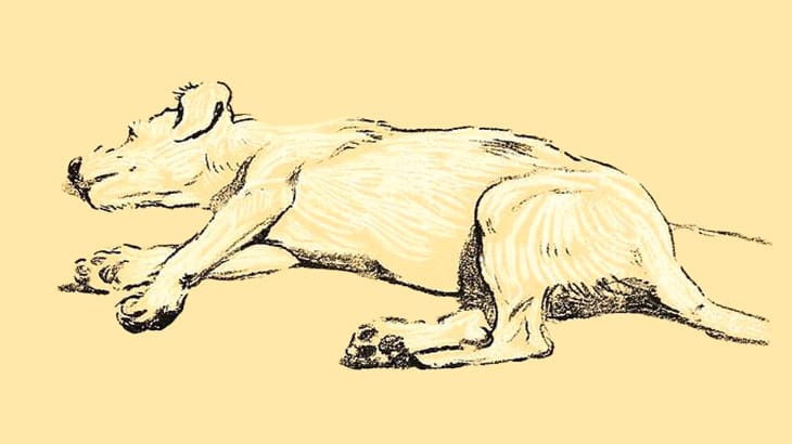 ピットブルが他の犬を襲ってる！助けなきゃ！ → 衝撃の結末