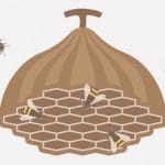 有識者「蜂の巣なんてガソリンを入れたバケツで駆除できるんすよ」