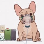 いつも吸入器を付けなければならない弱々しいワンコのルーティン