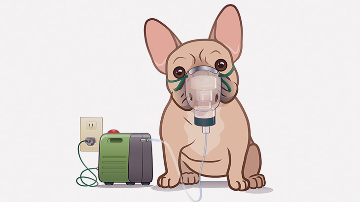 いつも吸入器を付けなければならない弱々しいワンコのルーティン