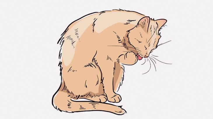 身体をペロペロ舐めて毛づくろいする猫さん、エロすぎる